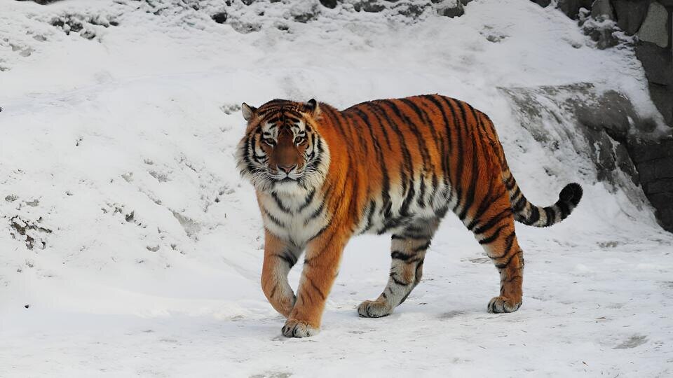     Амурский тигр Амадей умер в Ленинградском зоопарке t.me/lЛенинградский зоопарк