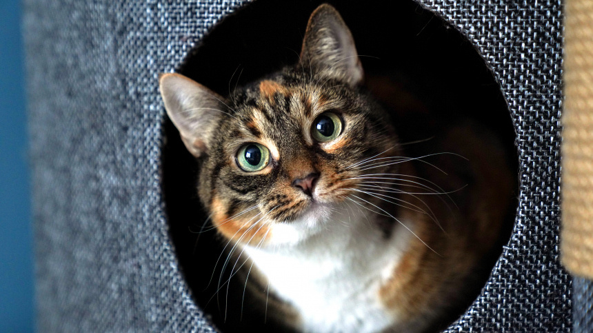    Фото: ИЗВЕСТИЯ/Анна Селина