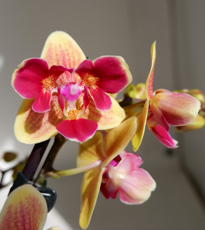 Phal. Sogo Yellowtris peloric 3 lips, multiflora (фото из интернета)