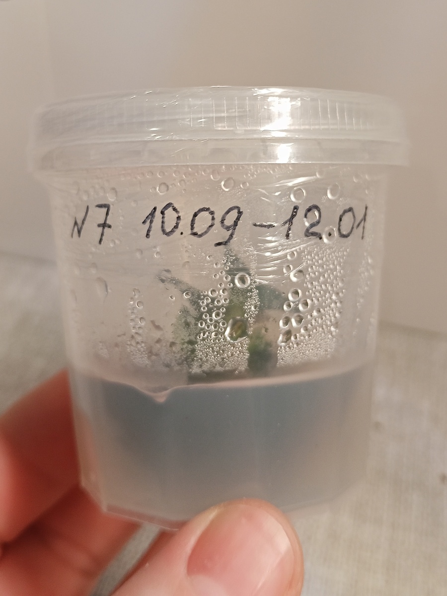 Фласка (первая дата - введение в культуру, вторая дата - последняя пересадка)