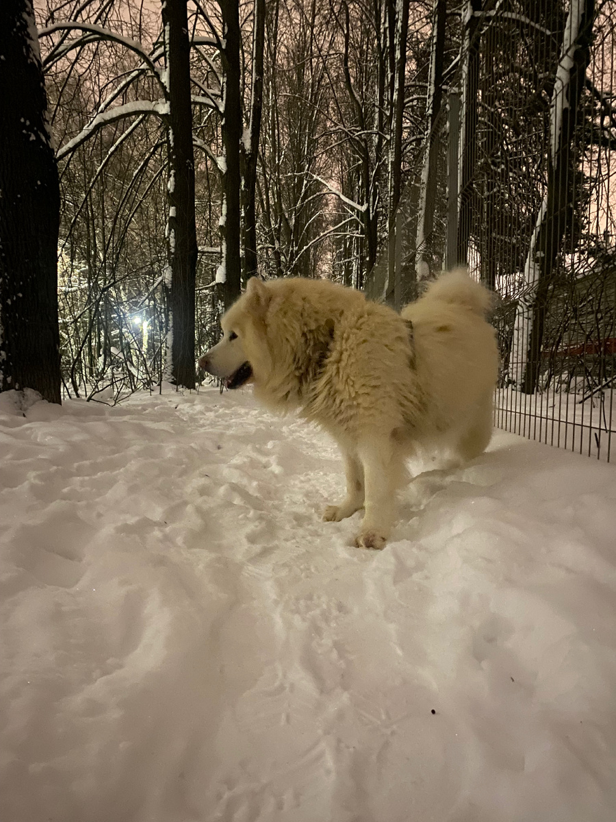 Аляскинский маламут Фрэнк на снегу зимой