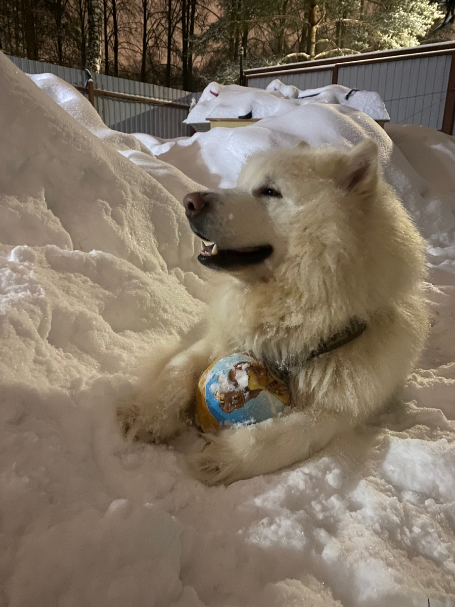 Белый маламут Фрэнк крупным планом дома