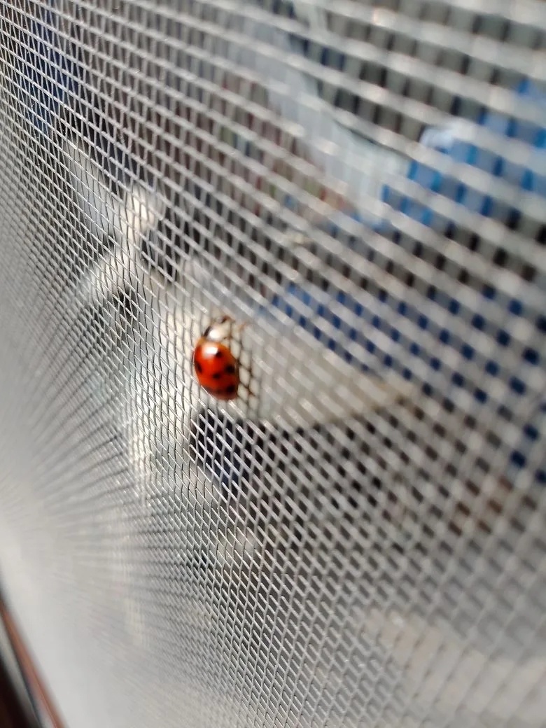 Дети ловили, загадывали желание и отпускали.