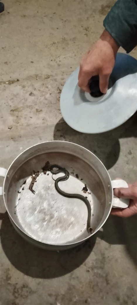 Наш ползучий гад, то есть гость)))