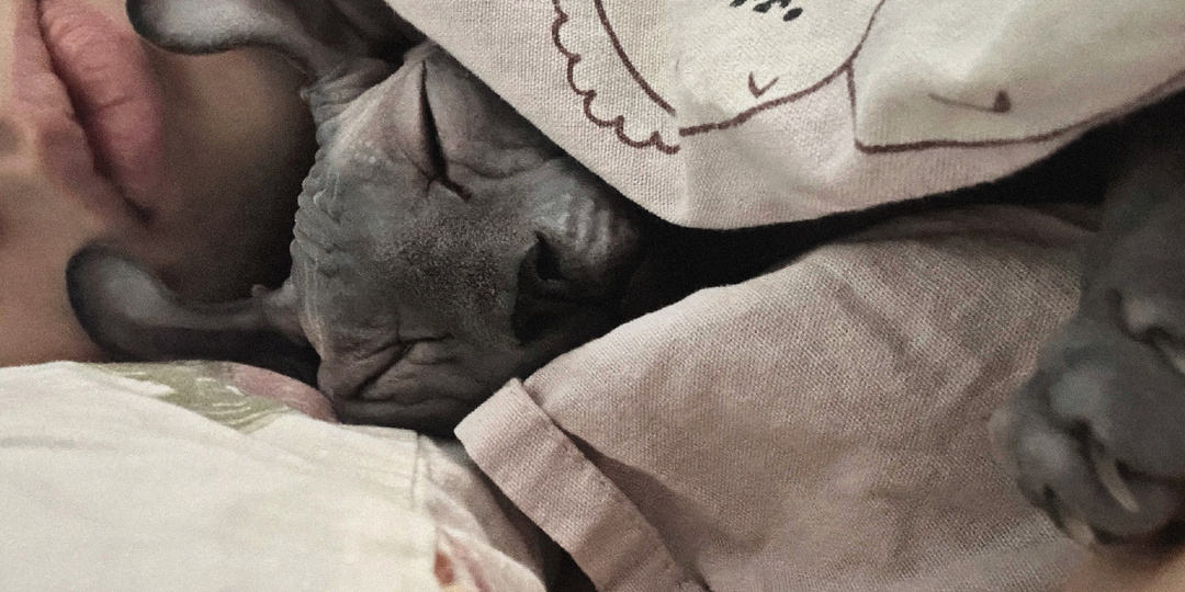 Почему сфинксы спят с нами: от терморегуляции до ритуалов доверия