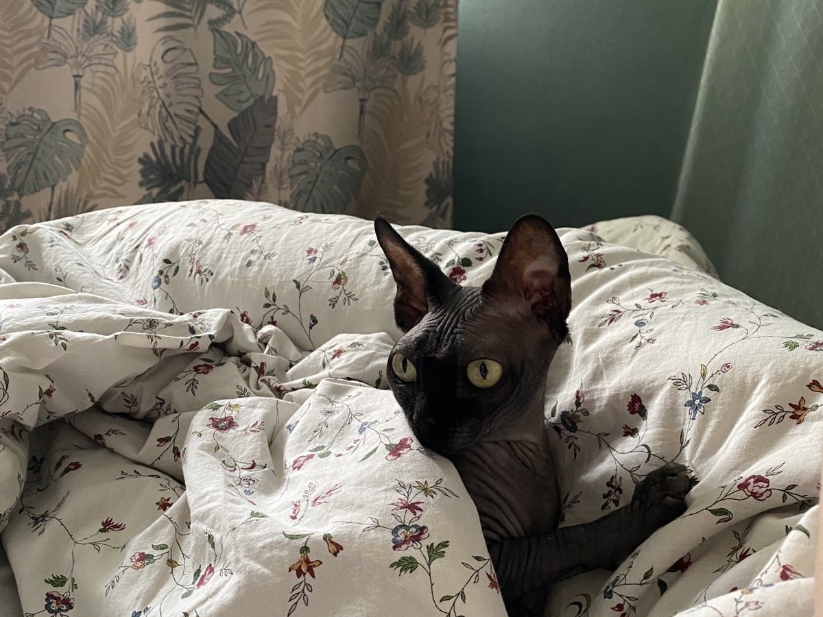 Котя - любитель теплых одеялок