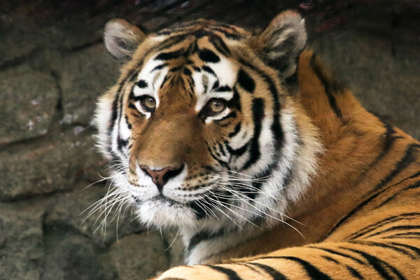 Александр Демьянчук/ТАСС   📷