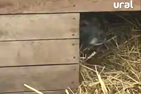 Кадр из видео/Telegram-канал «Ural Mash»  📷