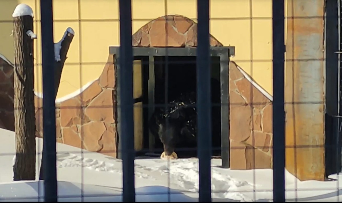     Фото: скрин видео