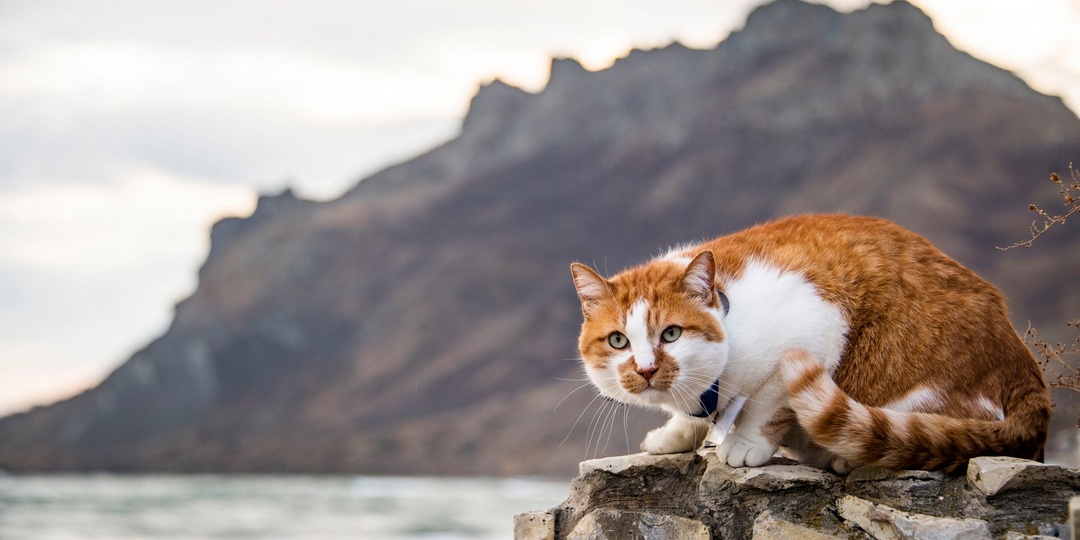 Кот Мостик рассказывает легенды Крыма: история потухшего вулкана