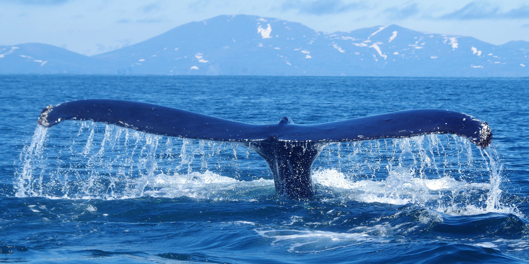 Гренландский кит: почему охотоморская популяция может исчезнуть