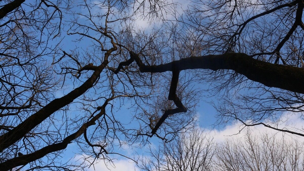    Сегодня в Белгороде: как пройдёт среда, 25 февраля   1MI