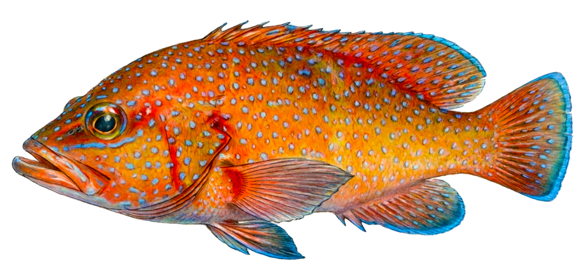 Cephalopholis taeniops