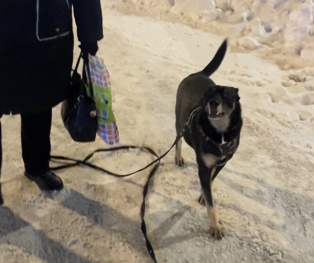 Это я довольный иду рядом с мамой, когда встречаю ее с работы! В эти моменты я готов, конечно, пройтись по улице. Но..  Буду больше рад, если мы отправимся домой 😅!