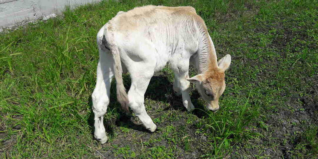 В расширение животноводческих комплексов в Воронежской области «Эконива» инвестирует 2 млрд
