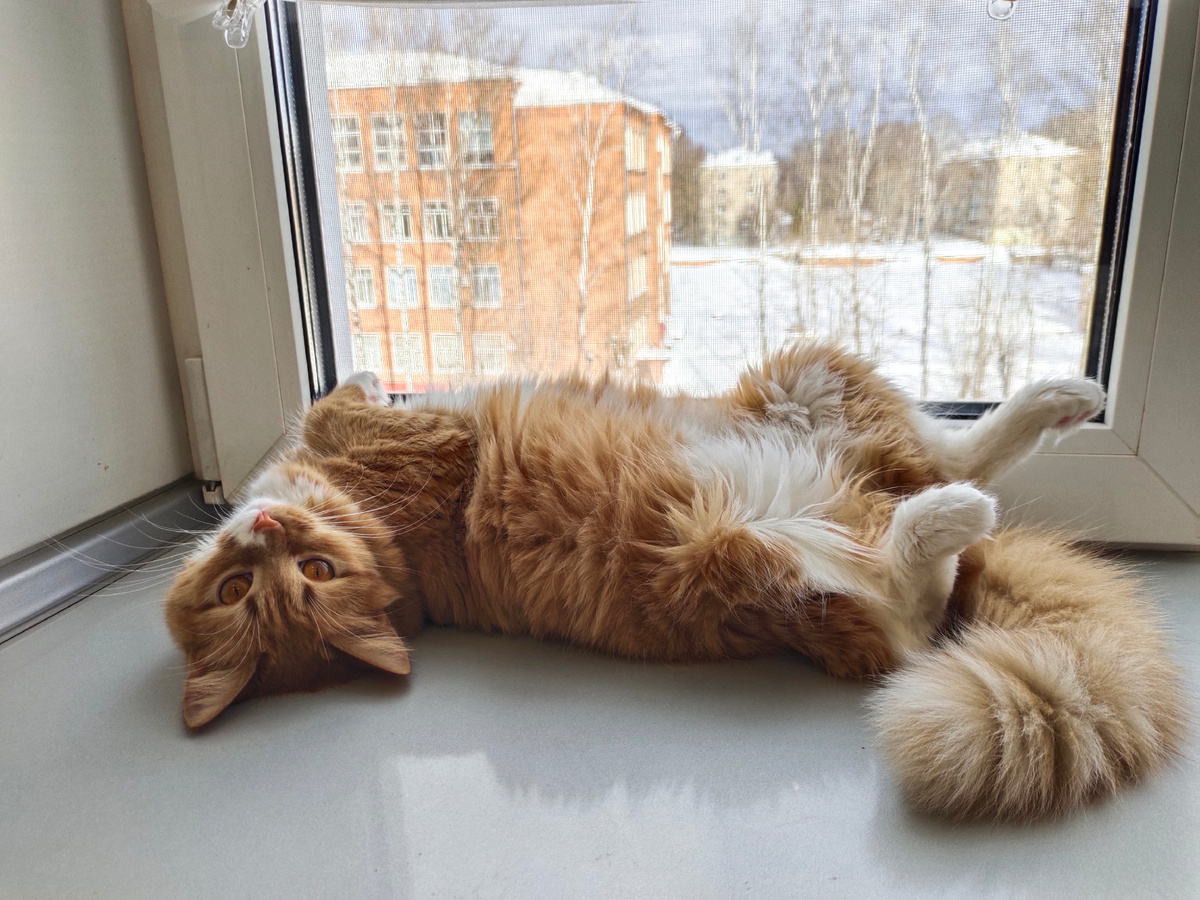 У Фени всё хорошо 