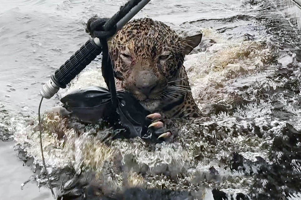    Зверь был истощен и сильно изранен. Но сейчас идет на поправку. Фото: © Secretaria de Seguranca Publica do Amazonas