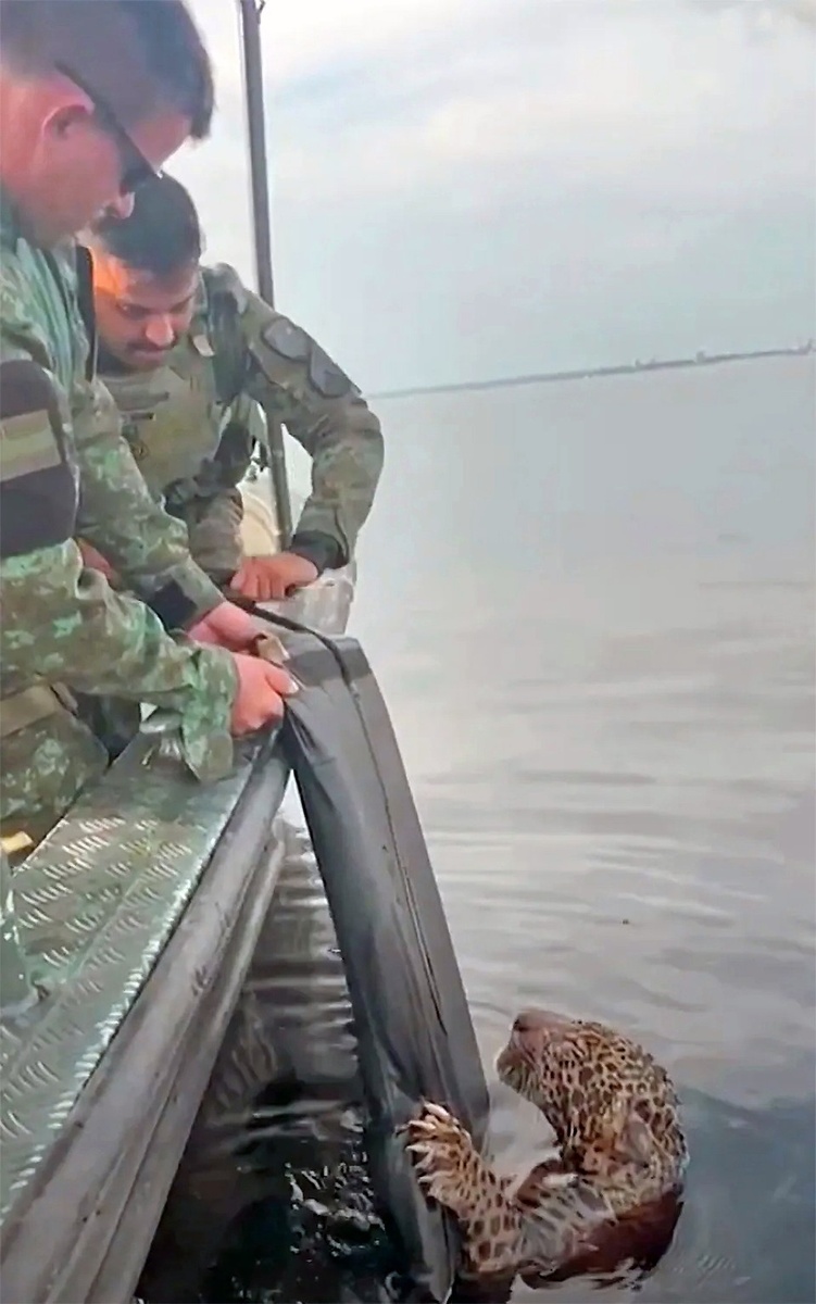    Добравшись до лодки, усталый хищник мертвой хваткой вцепился в протянутый кранец. Фото: © Secretaria de Seguranca Publica do Amazonas