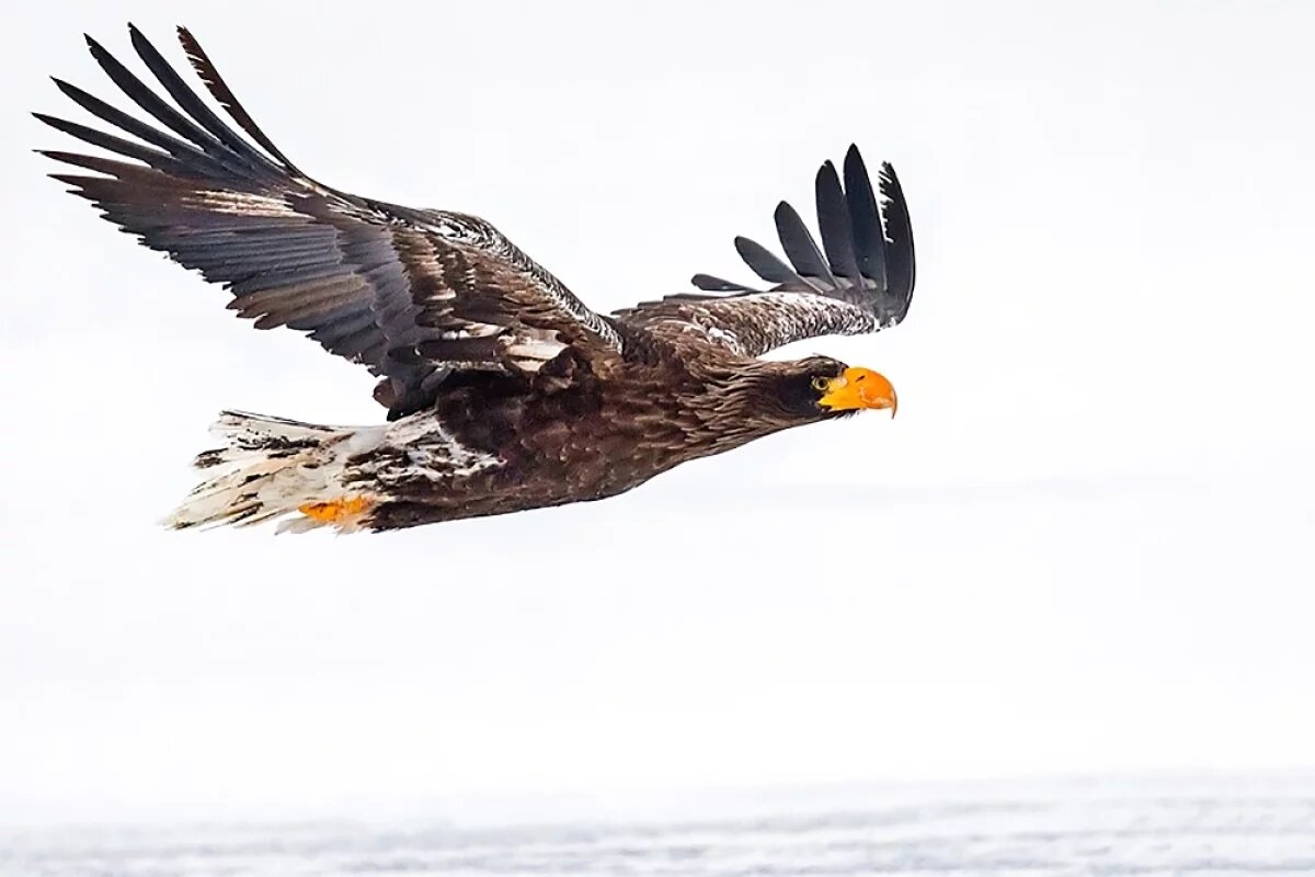    «Мечты сбываются», финалист Фестиваля «Первозданная Россия» Геннадий Юсин.