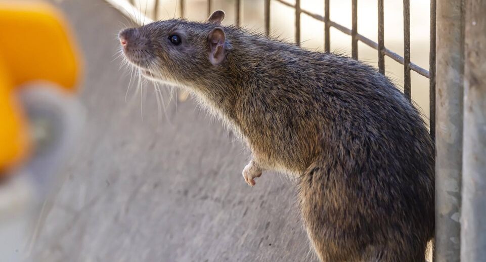    IMAGO/Arnulf Hettrich/Global Look Press / www.globallookpress.com