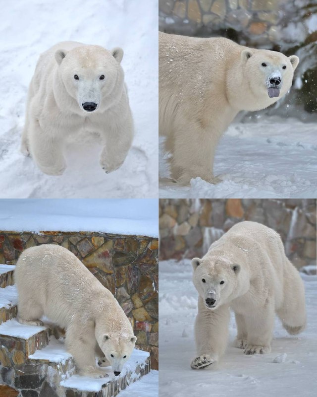 Фото: Ленинградский зоопарк
