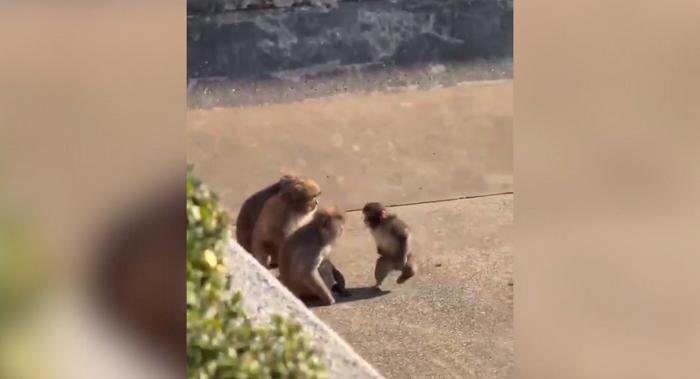 Обложка © X / astronomiaum