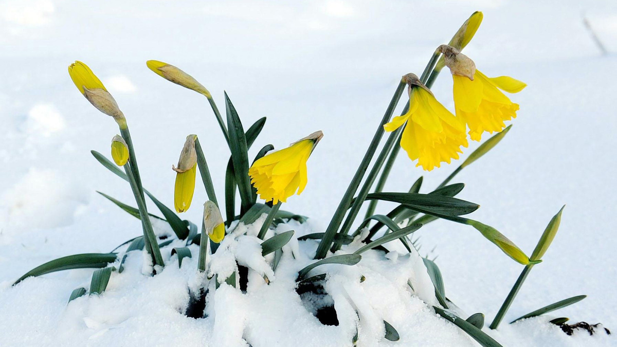    весна первоцвет потепление (фото: ТАСС)