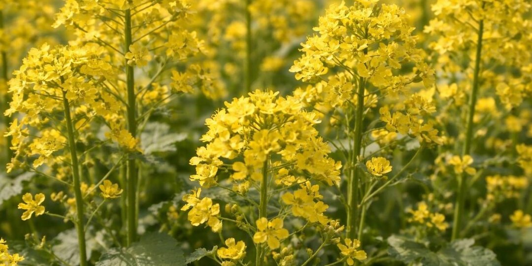 Один штрих весеннего сада: съедобный многолетник превращает обычный салат в суперфуд