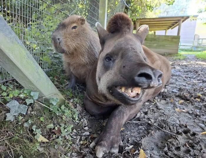 Обложка © Newquay Zoo