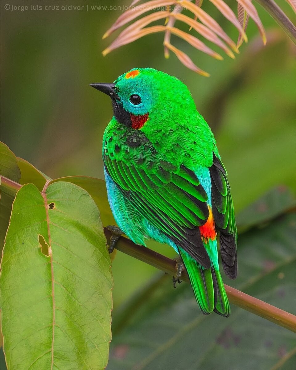 📸: @magic.birding 