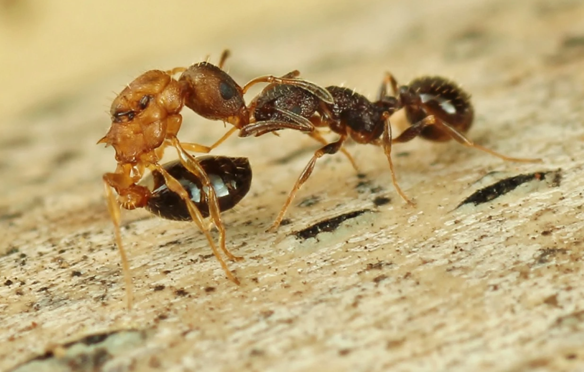 Королева Temnothorax kinomurai (слева) пытается ужалить Temnothorax makora рабочую особь, фото:Kyoichi Kinomura