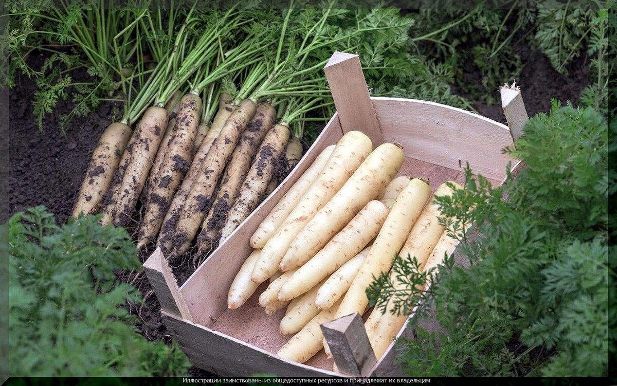 . Морковь «Вайт сатин F1»