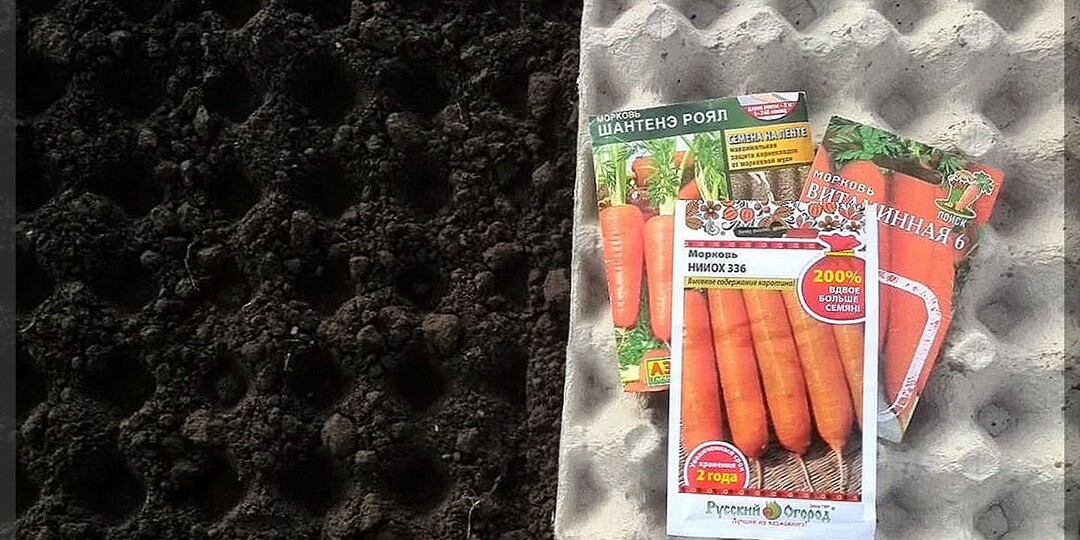 Морковь и зола - два секрета успешного посева: как зола может повысить шансы на богатый урожай моркови