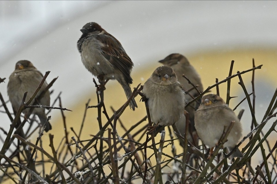    Участниками переписи стал 521 человек. Евгения ГУСЕВА