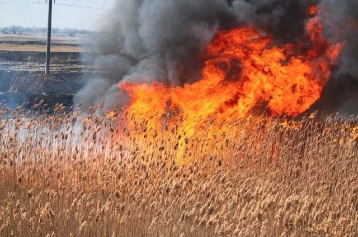    Астрахань на пороге «сезона гари»: камыш начал гореть еще до конца зимы