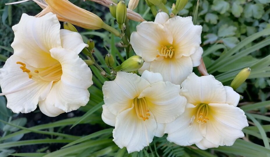 Забудем о болезнях, окунемся в мир цветов! Куда направляются жалобы из Минздрава