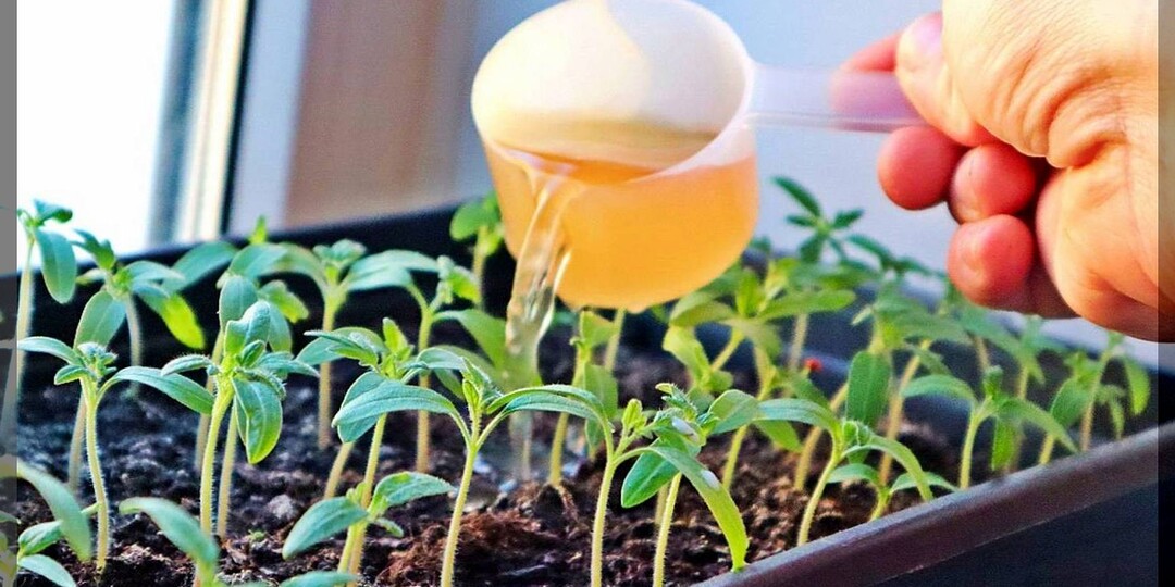 Экспресс-курс по рассаде: базовый минимум знаний о выращивании рассады для начинающих огородников. Часть 7