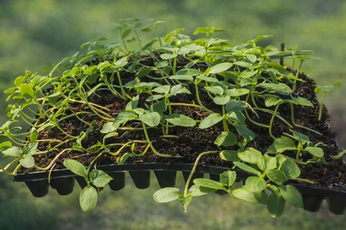    Переросша рассада огурцов.