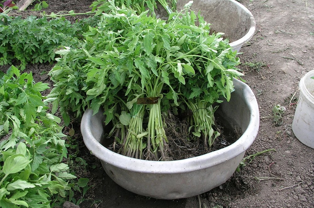    Вытянувшаяся рассада обратите внимание на тонкие стебельки. Фото: Денис Терентьев