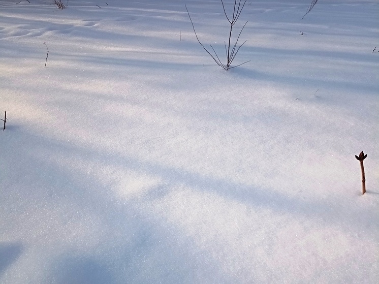     Фото: Вячеслав Коротин