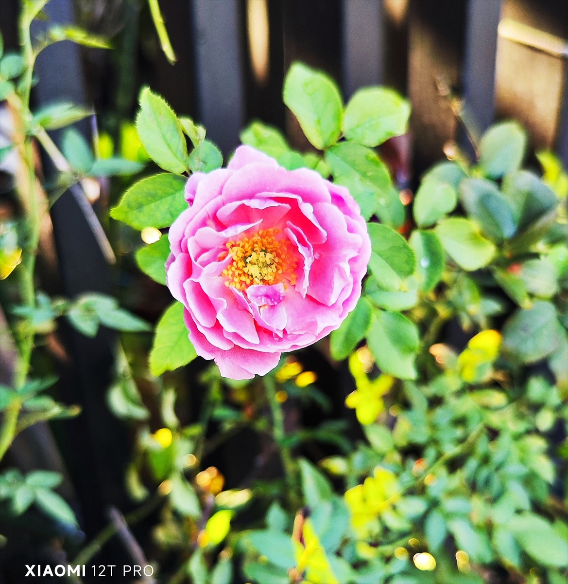 Розовая роза.