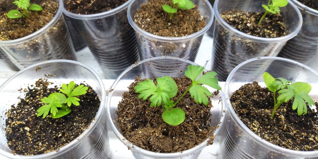 Рассада в марте: что точно сажать и как избежать ошибок. Календарь огородника