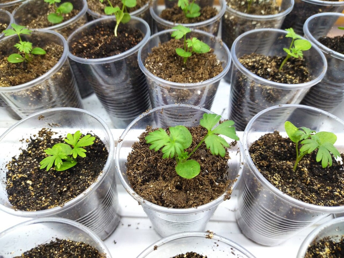 Фото: Лариса Репина