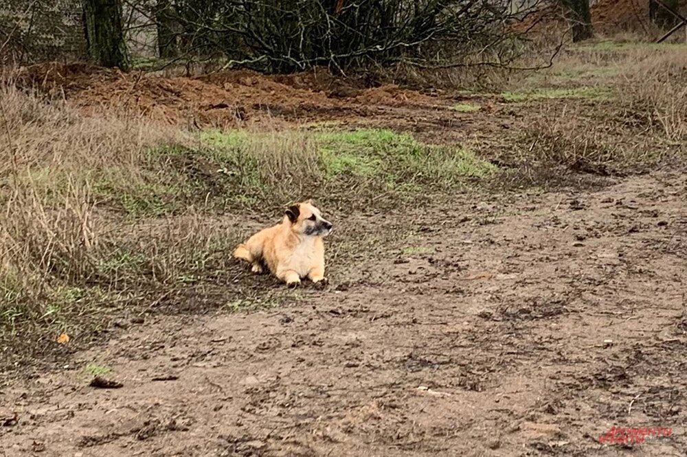    Сборка Тор - талисман снайперского взвода. Фото: АиФ/ Никита Сахаров