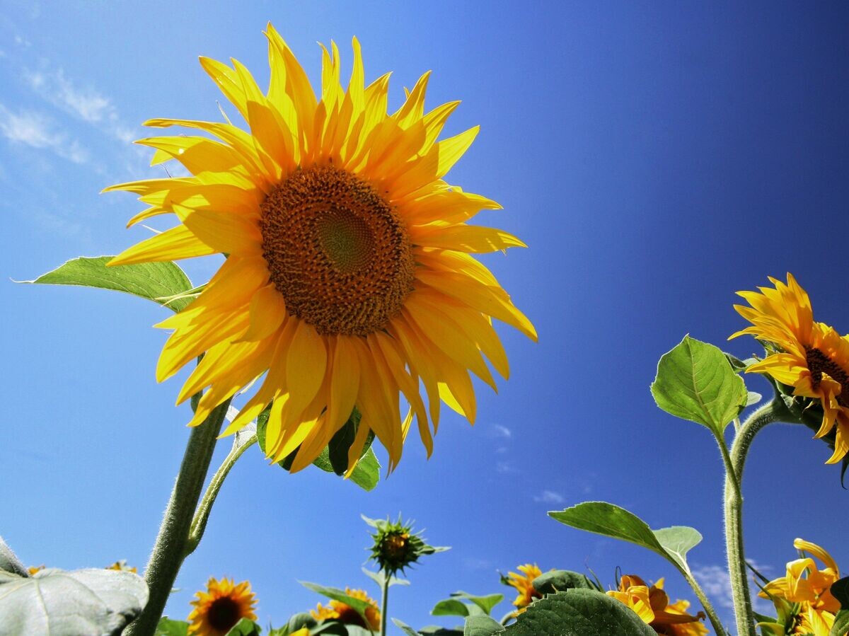    " Подсолнечник© РИА Новости . Тарас Литвиненко