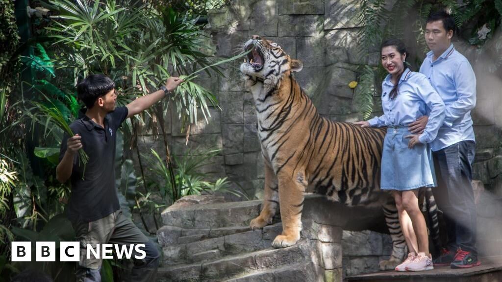    В Tiger Kingdom Chiang Mai посетителям разрешают взаимодействовать с тиграми.