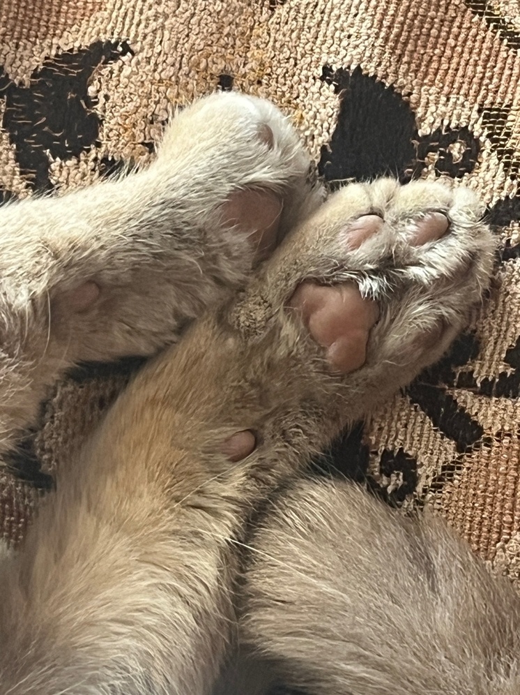     Фото: "МК в Орле"/Марианна Альянова