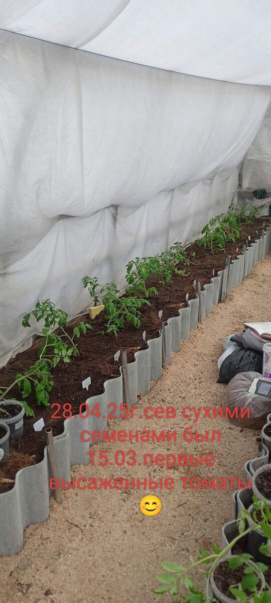 Моя рассада томатов