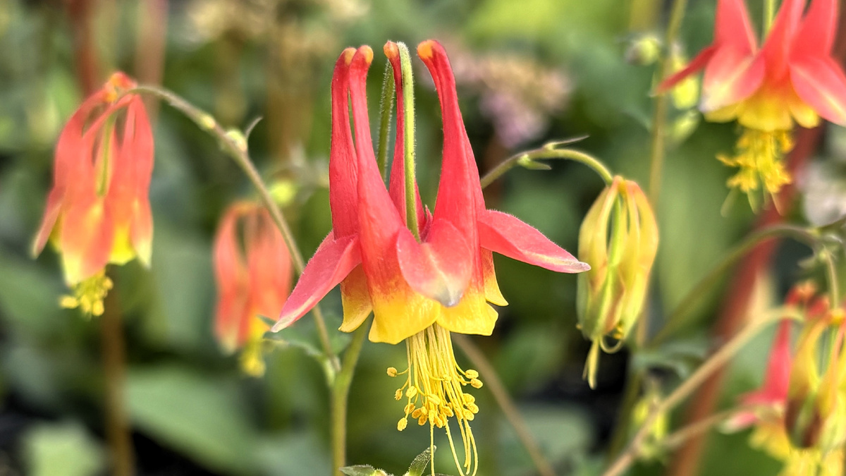 Аквилегия канадская