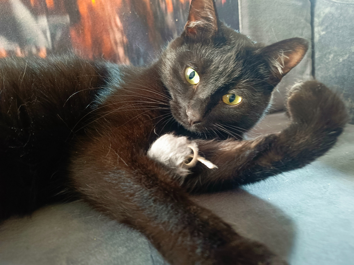 Агатик с мышой. Фото автора. У нас их десять по всей квартире, но я не знаю, где они)))